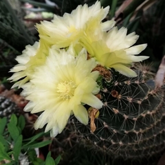 Thelocactus setispinus (flor amarilla) en internet