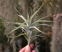 Tillandsia albida - tienda en línea