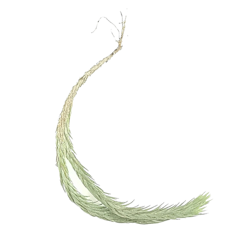 Tillandsia bryoides