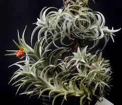 Tillandsia edithae - Suculentas Dzityá