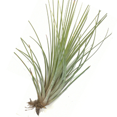 Surtido de Tillandsias