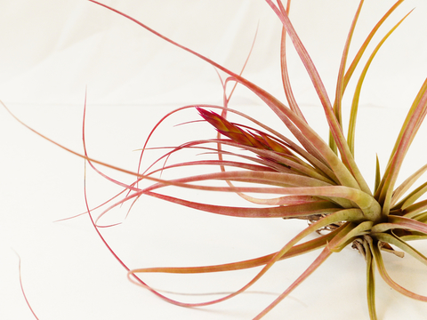 Tillandsia palmasolana (10 piezas)