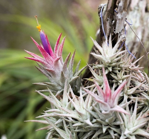 Tillandsia ionantha var. vanhyningii