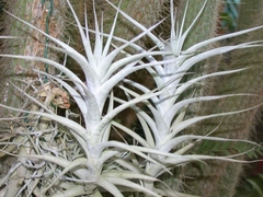 Tillandsia albida