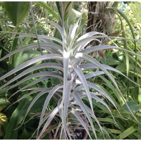 Tillandsia albida (10 piezas)