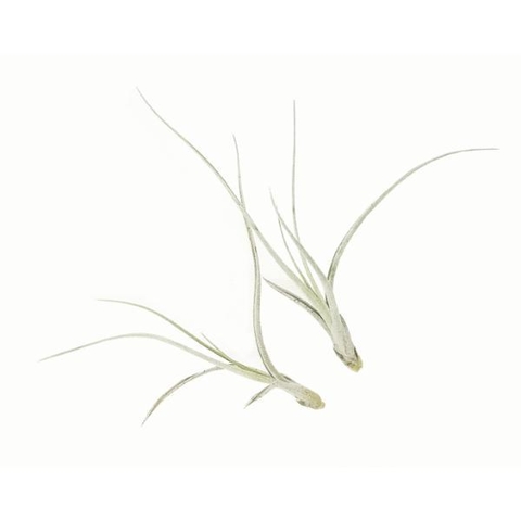 Surtido de Tillandsias