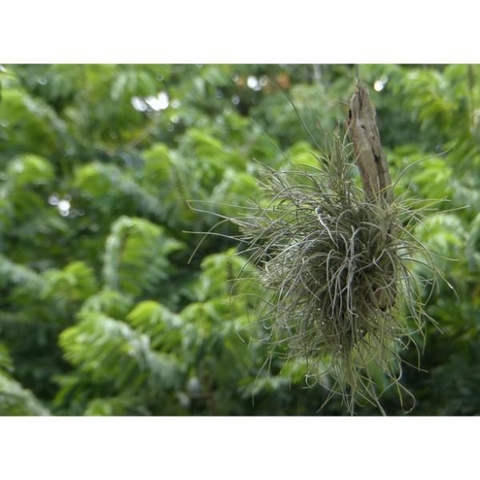 Tillandsia baileyi 'Halley's Comet'