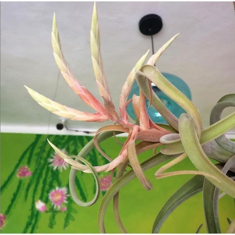 Tillandsia 'Curls n' Curls'