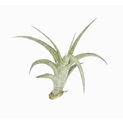 Tillandsia flexuosa