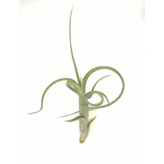 Tillandsia schubertii