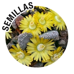 Semillas Titanopsis Mix