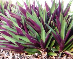 Tradescantia spathacea - Suculentas Dzityá