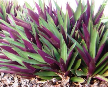 Tradescantia spathacea