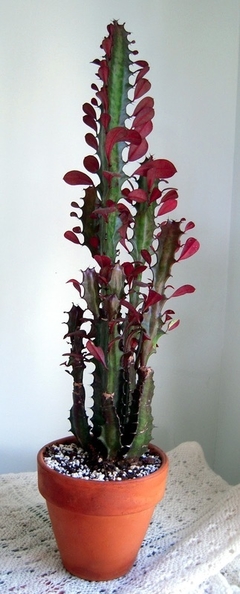 Euphorbia trigona rubra - comprar en línea