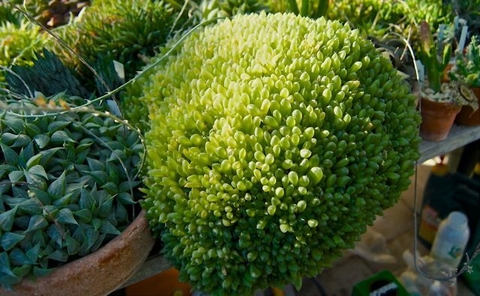 Haworthia cymbiformis umbraticola