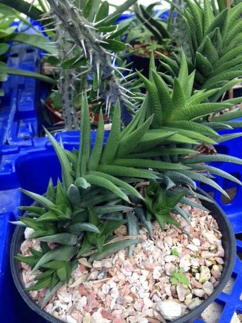 Haworthia tautae