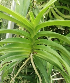 Vanda tesselata coerulea en internet