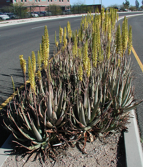 Aloe vera