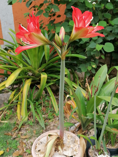 Hippeastrum 'Victor Hugo' - comprar en línea