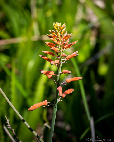 Aloe vogstii