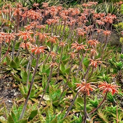 Aloe vogstii