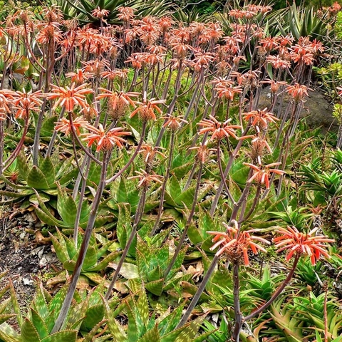 Aloe vogstii (10 piezas)