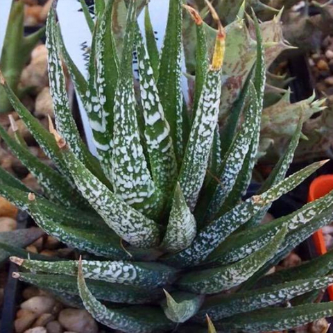 Haworthia attenuata cv. 'Wet Paint'