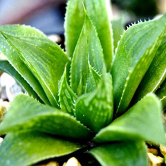 Haworthia retusa 'White Ghost'