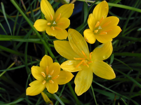 Zephyranthes citrina