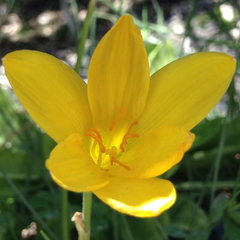 Zephyranthes citrina