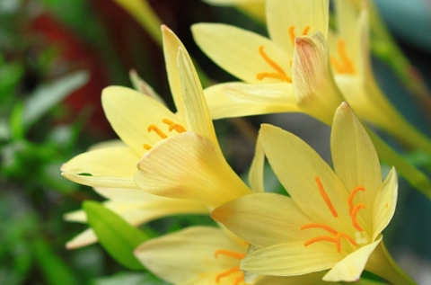 Zephyranthes primulina