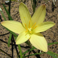 Zephyranthes primulina