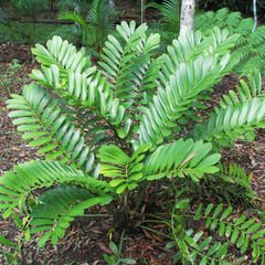 Zamia furfuracea