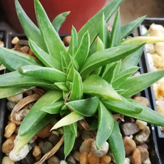 Haworthia zantneriana