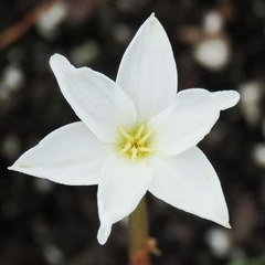 Zephyranthes chlorosolen