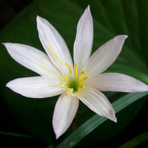 Zephyranthes 'Twinkle Strain'