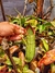 Nepenthes Ventricosa x Spathulata