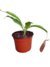 Nepenthes Maxima - comprar online