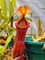 Nepenthes Singalana x Ventricosa