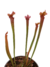 Sarracenia Leucophylla Dark Red - comprar online