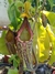 Nepenthes Maxima