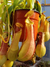 Nepenthes Ventrata - comprar online