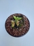 Cephalotus follicularis Mediano - comprar online