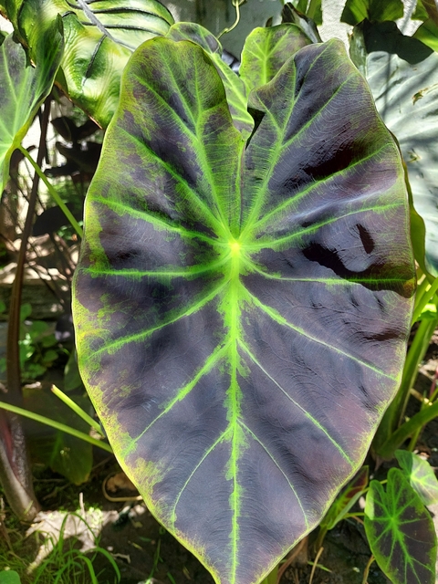 Colocasia Imperial