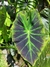 Colocasia Imperial en internet