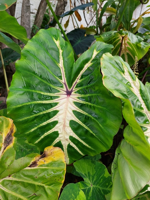 Colocasia White Lava