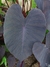 Colocasia Madeira