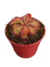 Drosera en roseta mix - comprar online