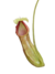 Nepenthes Ventricosa x Spathulata en internet