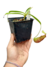 Nepenthes Ventricosa x Spathulata - comprar online